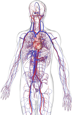 Καρδιαγγειακό σύστημα